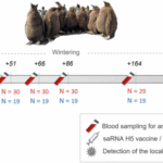 Vaccination against H5 HP avian influenza virus leads to persistent immune response in wild king penguins