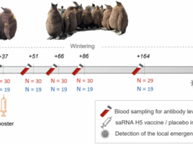 Vaccination against H5 HP avian influenza virus leads to persistent immune response in wild king penguins