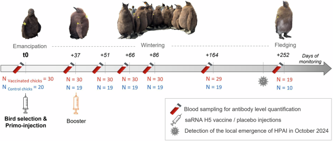 Vaccination against H5 HP avian influenza virus leads to persistent immune response in wild king penguins