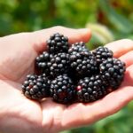 What Happens to Your Body When You Eat Blackberries Regularly