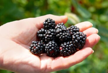 What Happens to Your Body When You Eat Blackberries Regularly