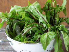 What Happens to Your Body When You Eat Dandelion Greens