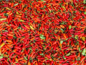 What Happens to Your Gut and Digestion When You Eat Spicy Foods Regularly