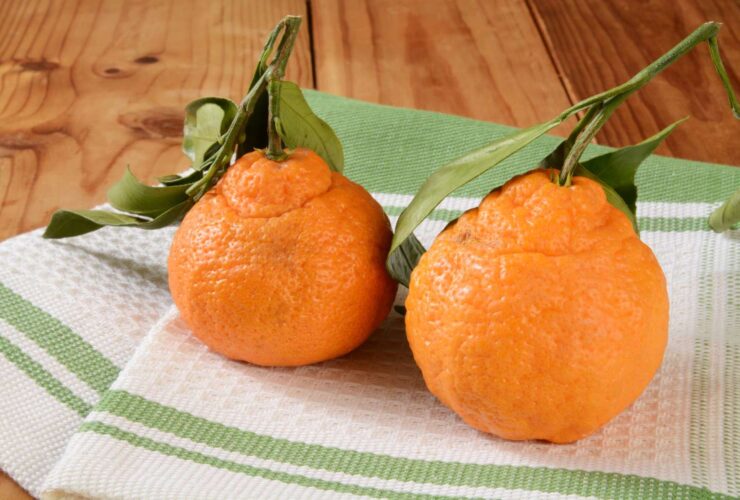 What Happens to Your Immune System When You Eat Sumo Citrus Oranges?