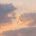 Why Birdwatching May Be One Of The Best Hobbies For Your Brain