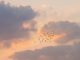 Why Birdwatching May Be One Of The Best Hobbies For Your Brain