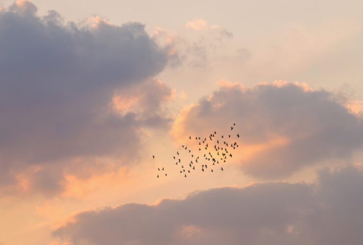 Why Birdwatching May Be One Of The Best Hobbies For Your Brain
