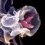 ‘Universal vaccine’ protects mice against multiple pathogens