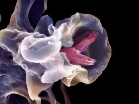 ‘Universal vaccine’ protects mice against multiple pathogens