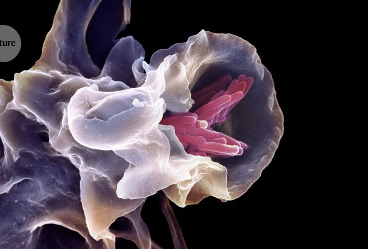 ‘Universal vaccine’ protects mice against multiple pathogens