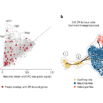 A cancer-promoting fusion protein acts during embryonic brain development