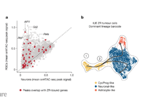 A cancer-promoting fusion protein acts during embryonic brain development