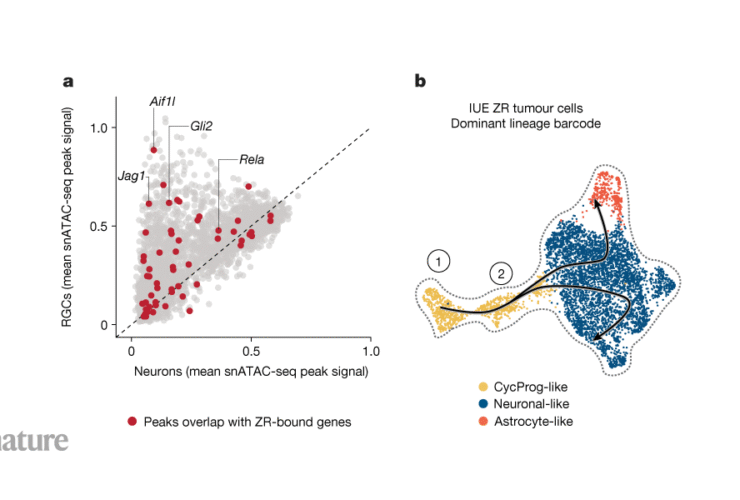 A cancer-promoting fusion protein acts during embryonic brain development
