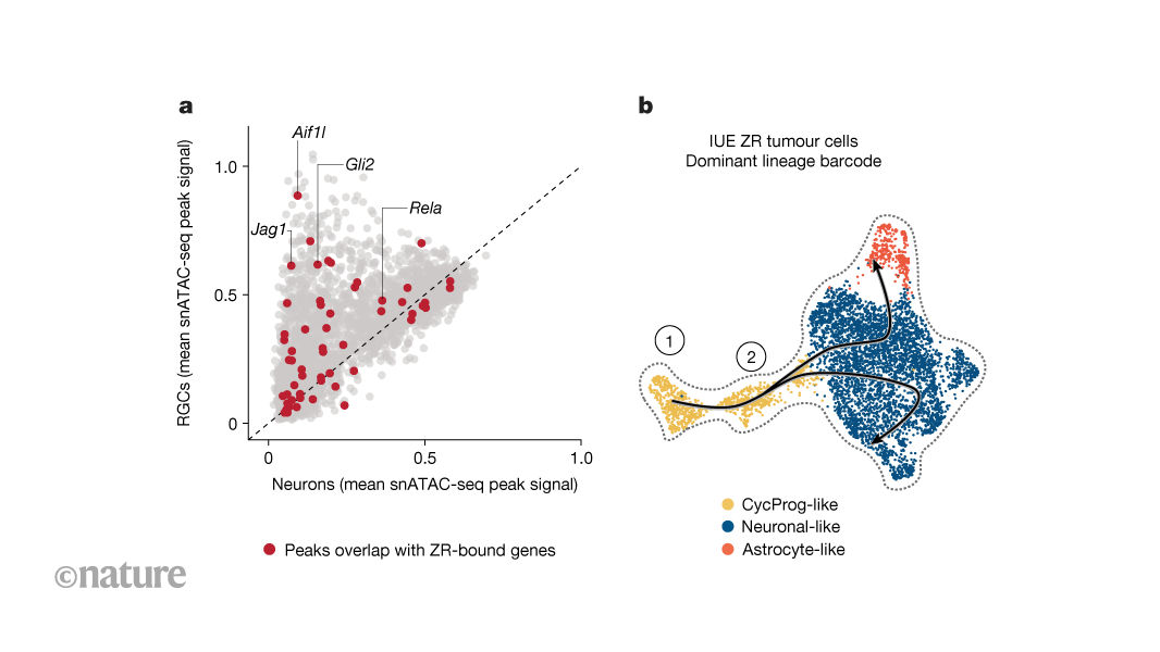 A cancer-promoting fusion protein acts during embryonic brain development