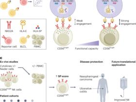 A genetic set-point for natural killer cells