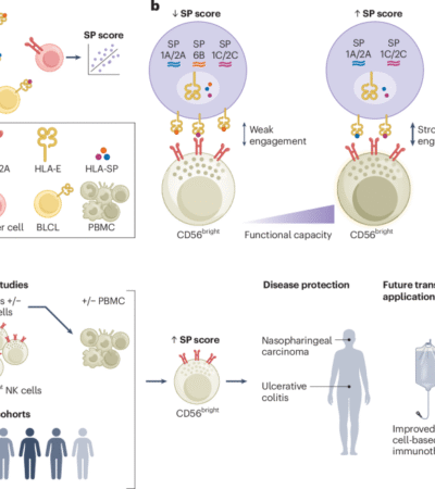 A genetic set-point for natural killer cells