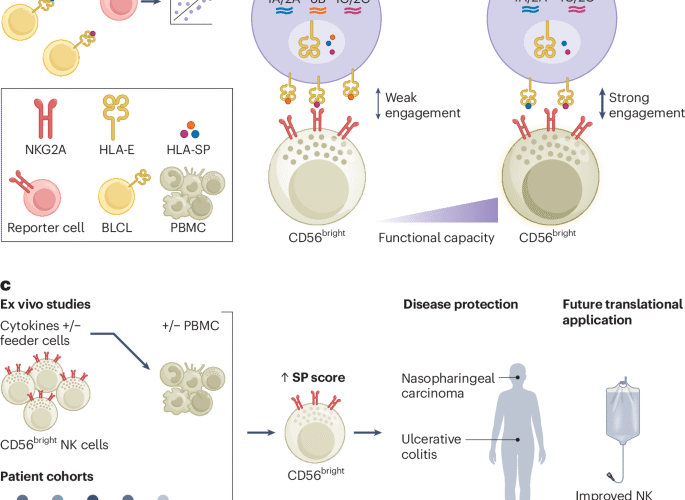 A genetic set-point for natural killer cells