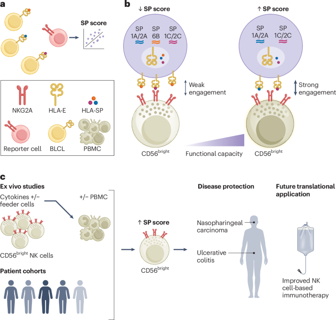A genetic set-point for natural killer cells