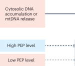 A glycolytic metabolite puts the brakes on cGAS-driven aging