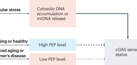 A glycolytic metabolite puts the brakes on cGAS-driven aging