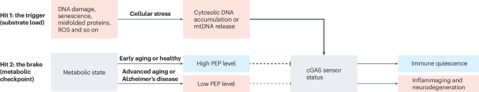 A glycolytic metabolite puts the brakes on cGAS-driven aging