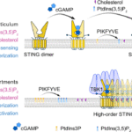 A lipid “glue” for STING oligomers