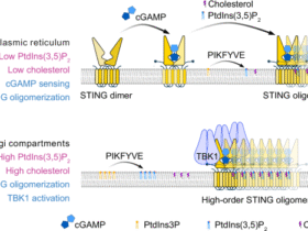 A lipid “glue” for STING oligomers