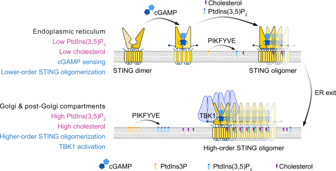 A lipid “glue” for STING oligomers