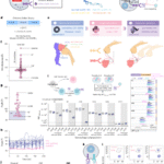 A logic-gated trispecific engager enhances macrophage killing of cancer cells in solid tumors