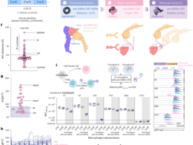 A logic-gated trispecific engager enhances macrophage killing of cancer cells in solid tumors