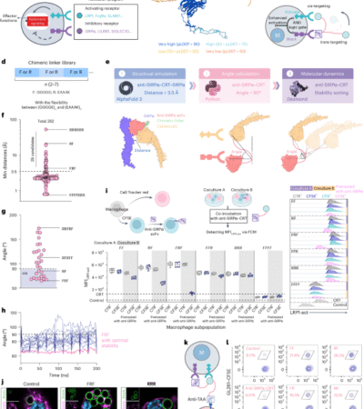 A logic-gated trispecific engager enhances macrophage killing of cancer cells in solid tumors