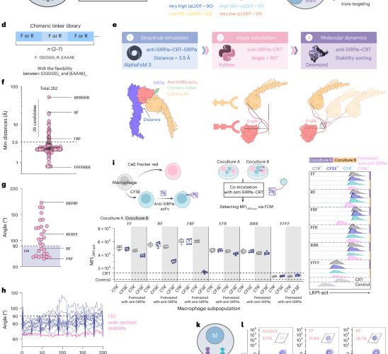 A logic-gated trispecific engager enhances macrophage killing of cancer cells in solid tumors