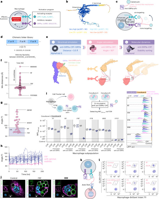 A logic-gated trispecific engager enhances macrophage killing of cancer cells in solid tumors