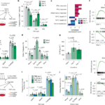 A mechanism to initiate emergency type 2 myelopoiesis