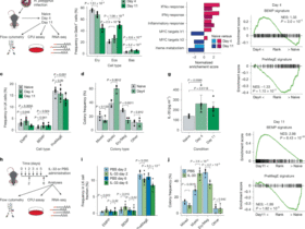 A mechanism to initiate emergency type 2 myelopoiesis