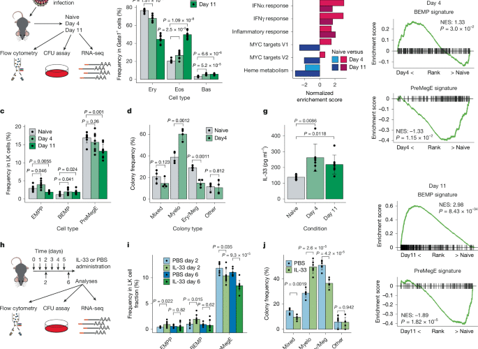 A mechanism to initiate emergency type 2 myelopoiesis
