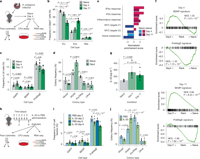 A mechanism to initiate emergency type 2 myelopoiesis