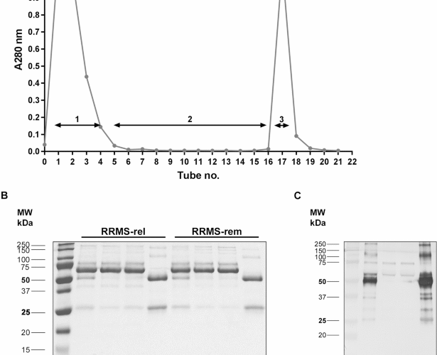 A potential of serum anti-C1P IgG antibodies as biomarkers in differential diagnosis of relapsing-remitting multiple sclerosis