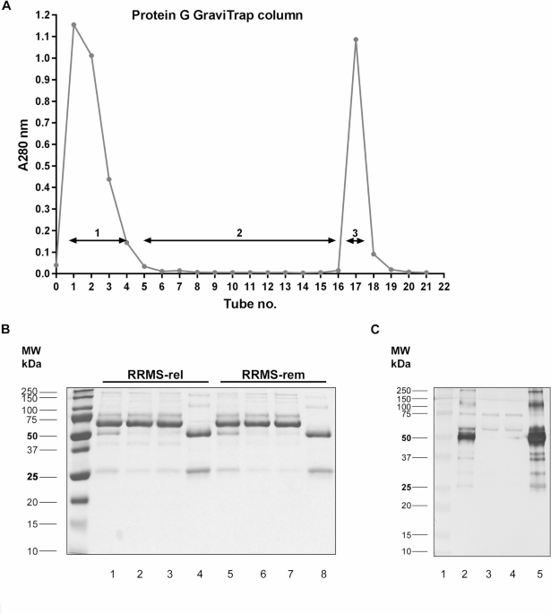 A potential of serum anti-C1P IgG antibodies as biomarkers in differential diagnosis of relapsing-remitting multiple sclerosis