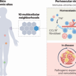 A refined blueprint for human skin