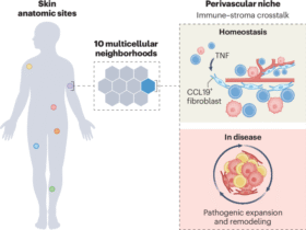 A refined blueprint for human skin