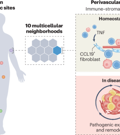 A refined blueprint for human skin