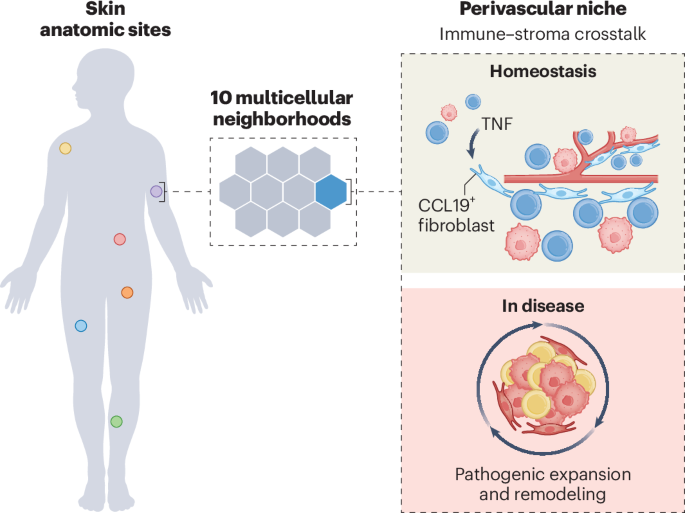 A refined blueprint for human skin