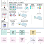 A scalable, low-cost, sample hashing workflow for multiomic single-cell analysis using the Seq-Well S3 platform