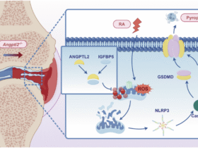 ANGPTL2 inhibits macrophage pyroptosis and alleviates rheumatoid arthritis progression by regulating mitophagy via IGFBP5