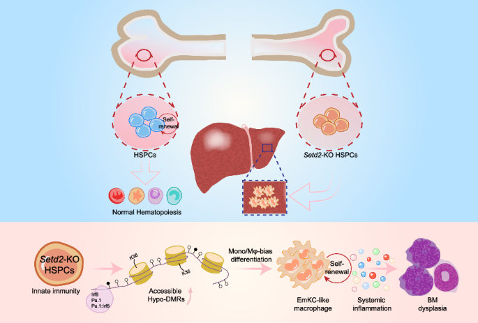 Aberrant Kupffer-like differentiation of hematopoietic stem cell is critical for the MDS pathogenesis in Setd2-deficient mice