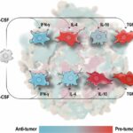 An ontogeny-cytokine code determines macrophage response polarity and tumor outcomes