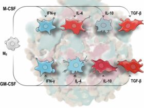 An ontogeny-cytokine code determines macrophage response polarity and tumor outcomes