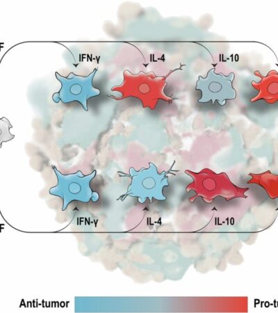 An ontogeny-cytokine code determines macrophage response polarity and tumor outcomes