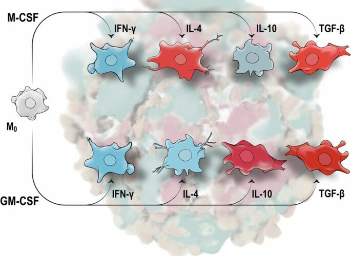 An ontogeny-cytokine code determines macrophage response polarity and tumor outcomes